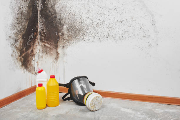 Mold Testing and Removal in Plainville, KS