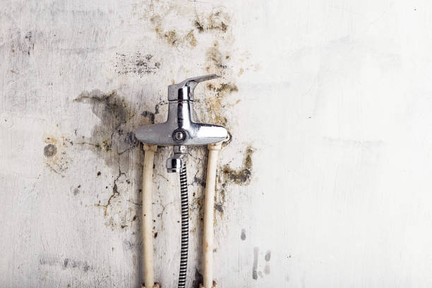 Best Commercial Mold Removal  in Plainville, KS