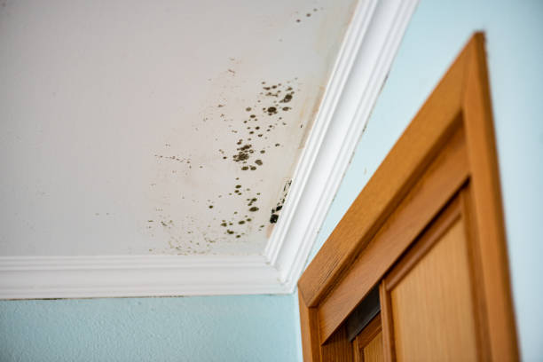 Best Black Mold Removal  in Plainville, KS