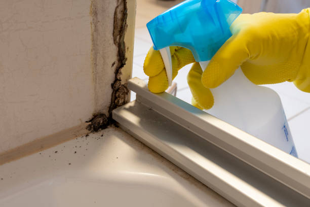 Best Local Mold Removal Service  in Plainville, KS