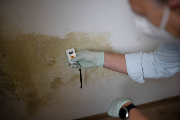 Best Professional Mold Removal  in Plainville, KS