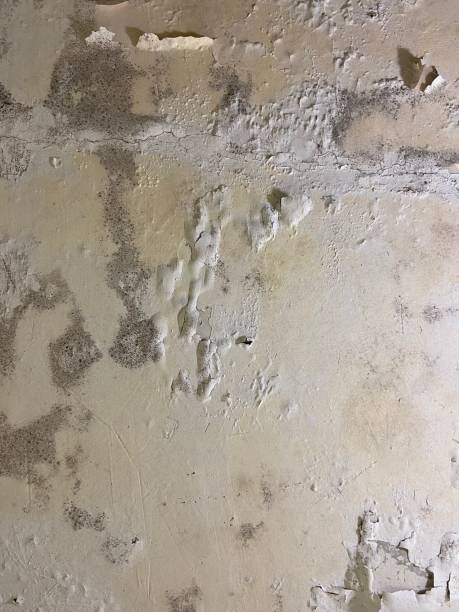 Best Mold Damage Repair  in Plainville, KS