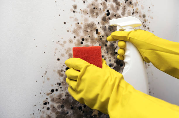 Best Affordable Mold Removal  in Plainville, KS